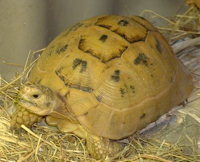 Pic%2014%20-%20Golden%20Greek%20Tortoise%20-%20Jan%20O..jpg