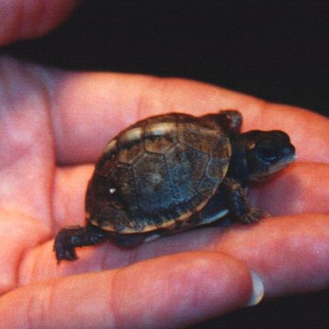 Pic%209%20-%20Gulf%20Coast%20Box%20Hatchling%20-%20Dawn.jpg