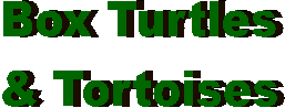 U.S. Turtles