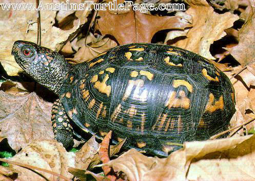 Baby Box Turtle Diet