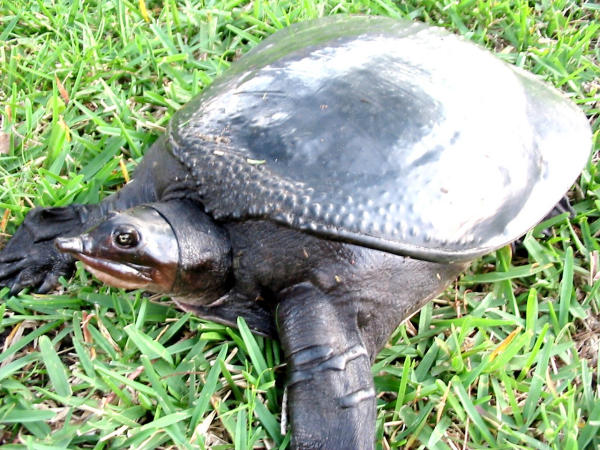 Soft Shell Turtle Care - Caring For Soft Shell Turtles. - Youtube