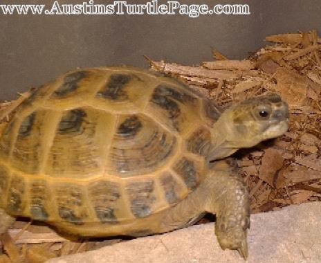 russian tortoise food list