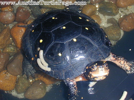 baby spotted turtle