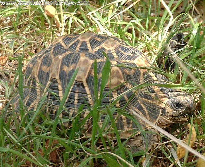 Indian Star Tortoise Diet Chart