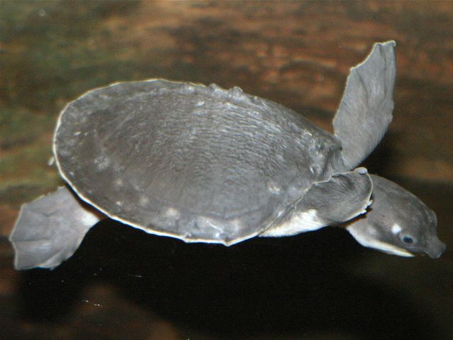 albino fly river turtle