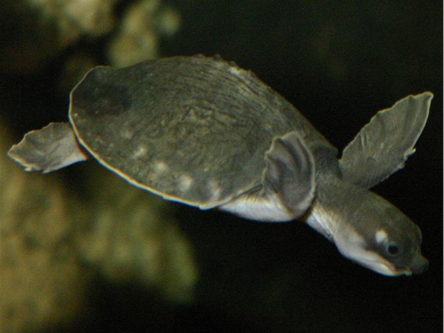 albino fly river turtle