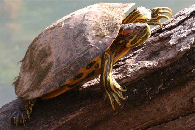 Baby turtle care (red-eared sliders, painted turtles, etc