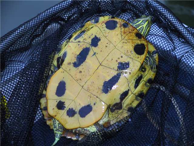 Baby Red Ear Slider Turtles Diet Feed