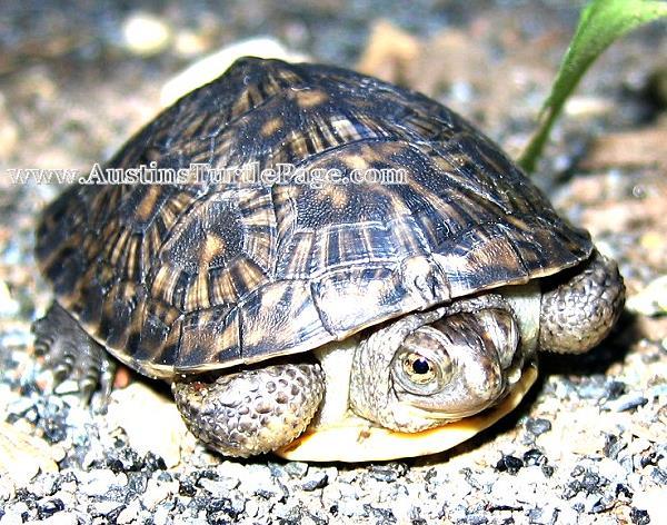 Blanding S Turtle Diet In The Wild