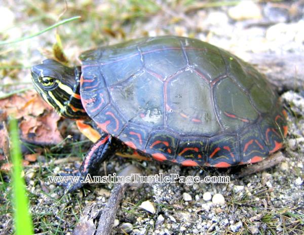 Painted Turtle Size Chart