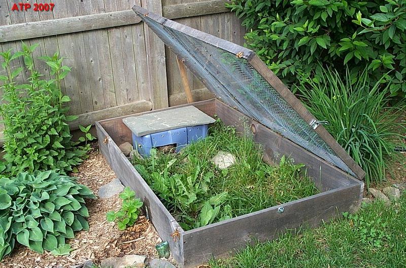 russian tortoise outdoor enclosure