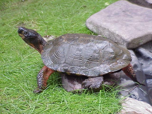 external image pwc.jpg