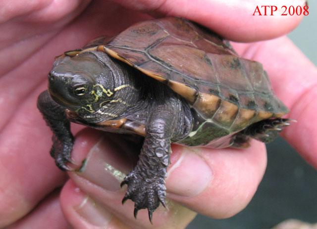 Turtles of baby pictures Turtles of baby pictures