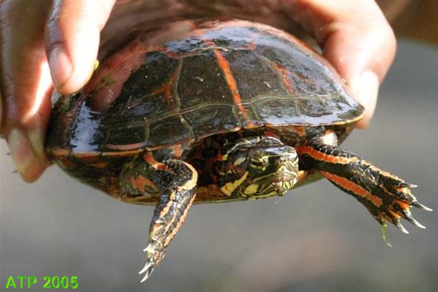 Pictures Of Female Painted Turtles Pictures Of Female Painted Turtles