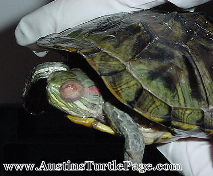 Red Eared Slider Treatment for Eye Infection  