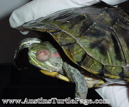 Turtle Eye Infection Treatment  