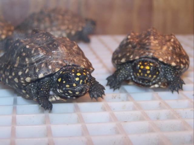 Hamiltoni Turtle - Indian Spotted Turtles for sale | Snakes at Sunset
